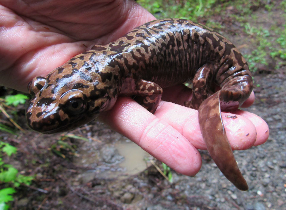 California Giant Salamander